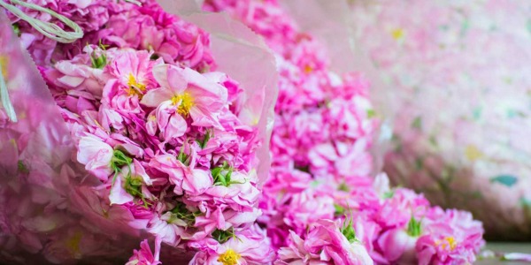 Rose de Damas