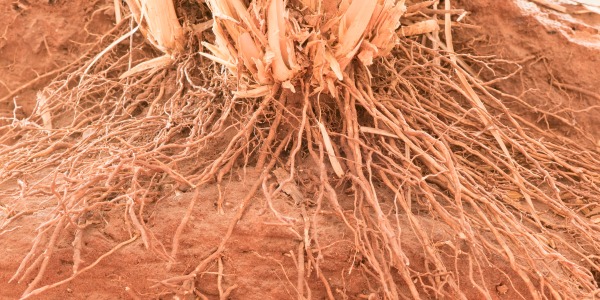 Le vétiver : l’élégance boisée aux racines profondes