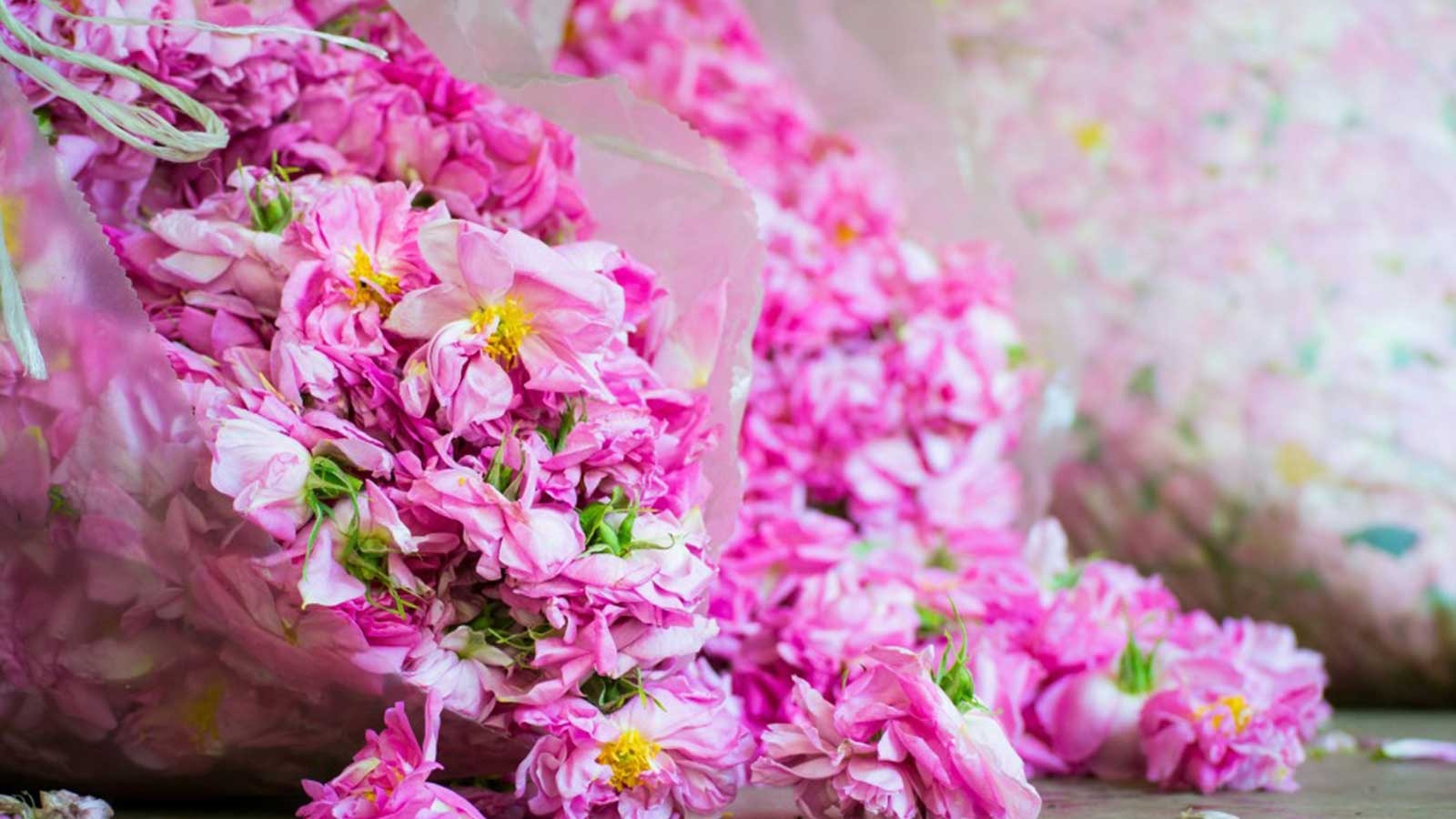 Rose de Damas